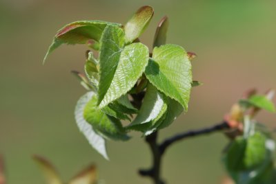 Tilia miqueliana - lípa Miquelova - jarní listy